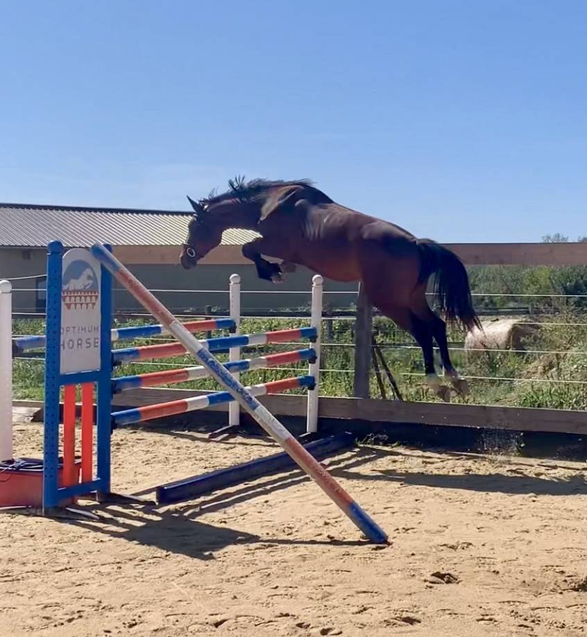 3ans débourré pour 135/140cm