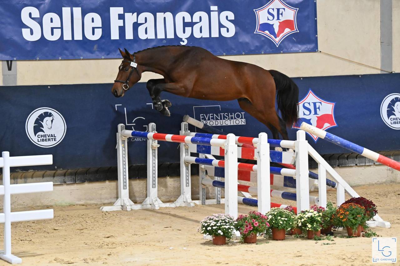 3ans débourré pour 135/140cm