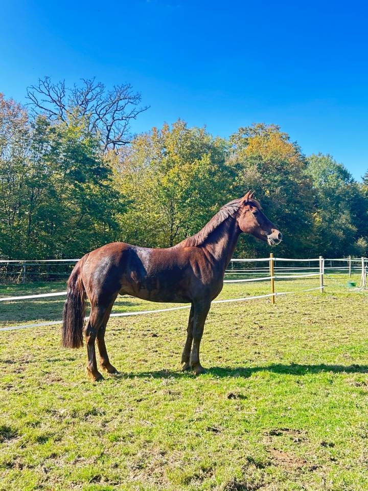 Haiko - Poney de loisir 