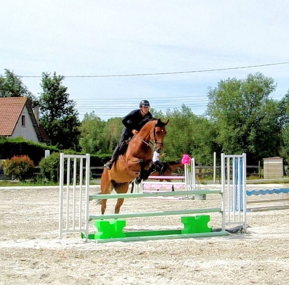 Futur cheval de GP - pr&ecirc;t 1.25m