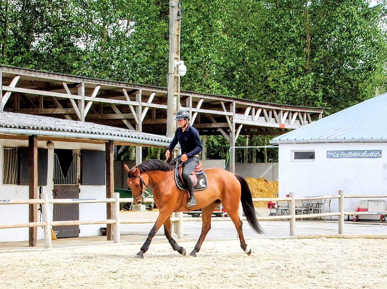 Futur cheval de GP - pr&ecirc;t 1.25m