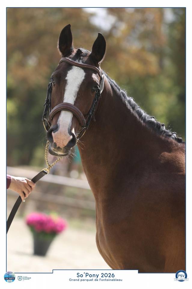 Ponette PFS sport CSO