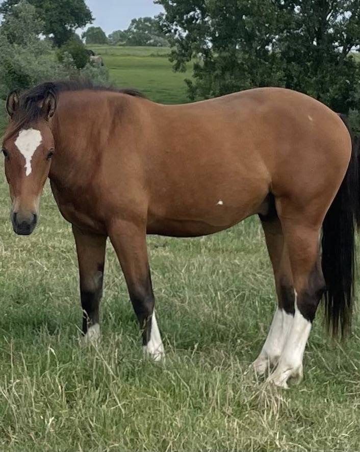 Hongre franche montagne de 2 ans 