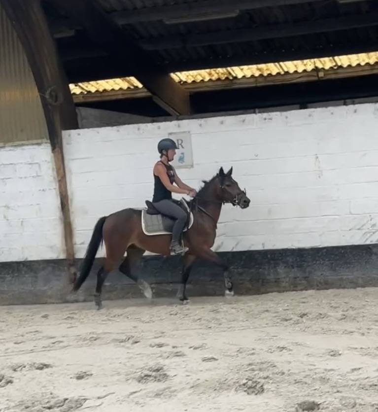 Poney New Forest de 3 ans 