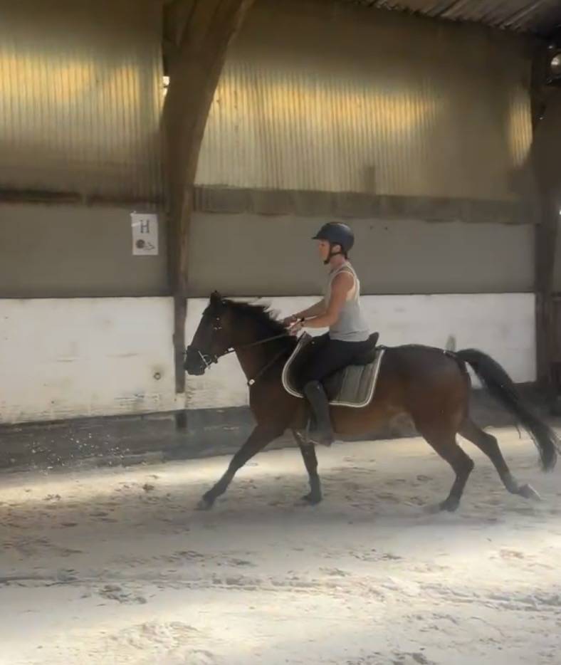 Poney New Forest de 3 ans 