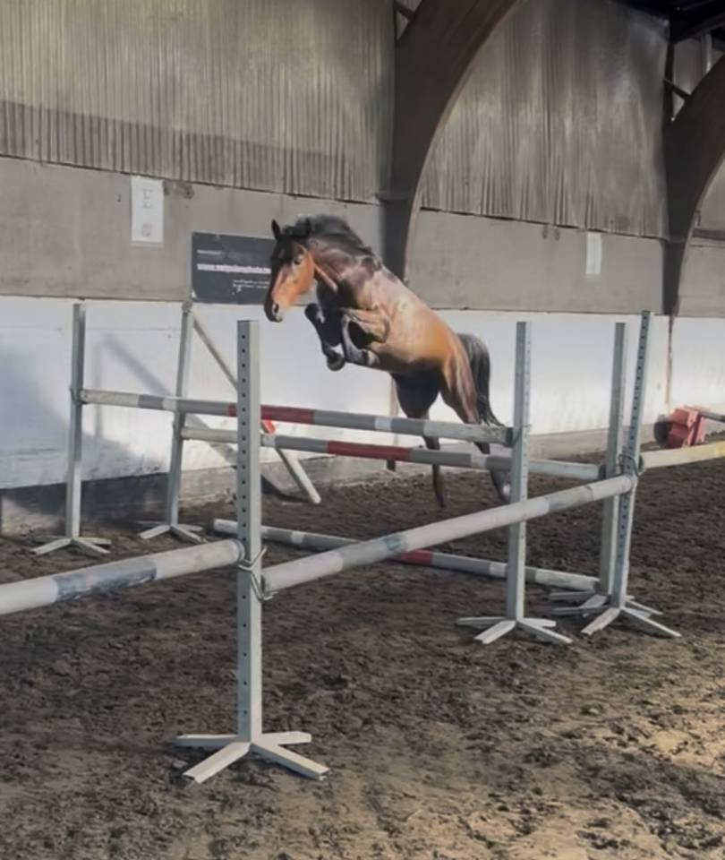 Poney New Forest de 3 ans 