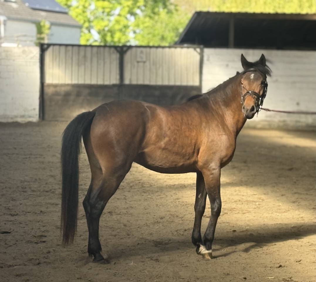 Poney New Forest de 3 ans 