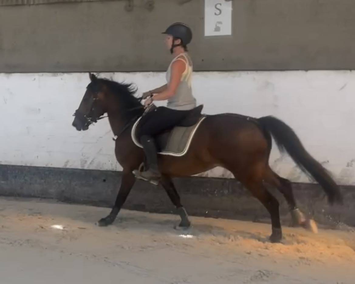 Poney New Forest de 3 ans 