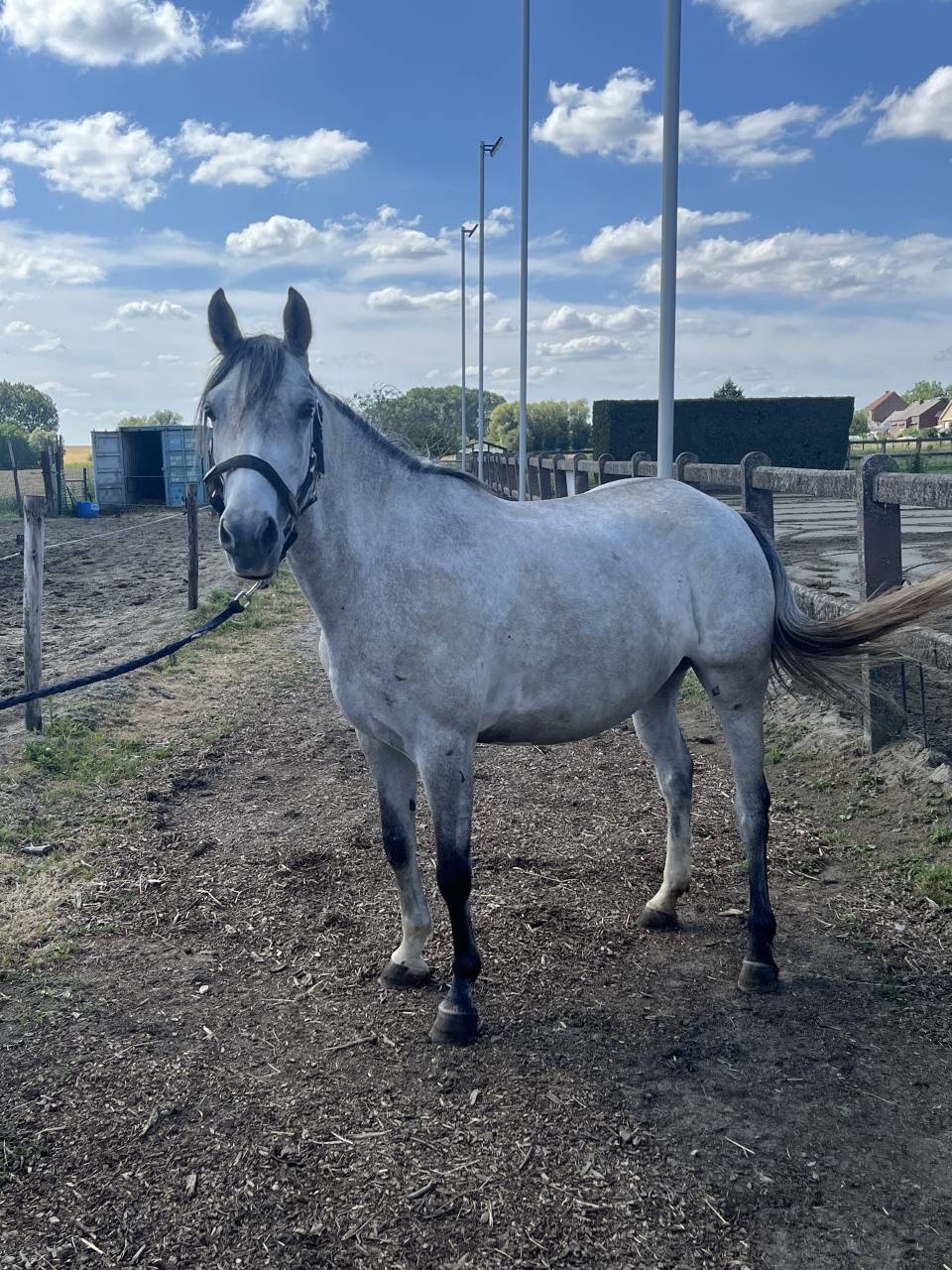 Top petite jument &agrave; vendre 