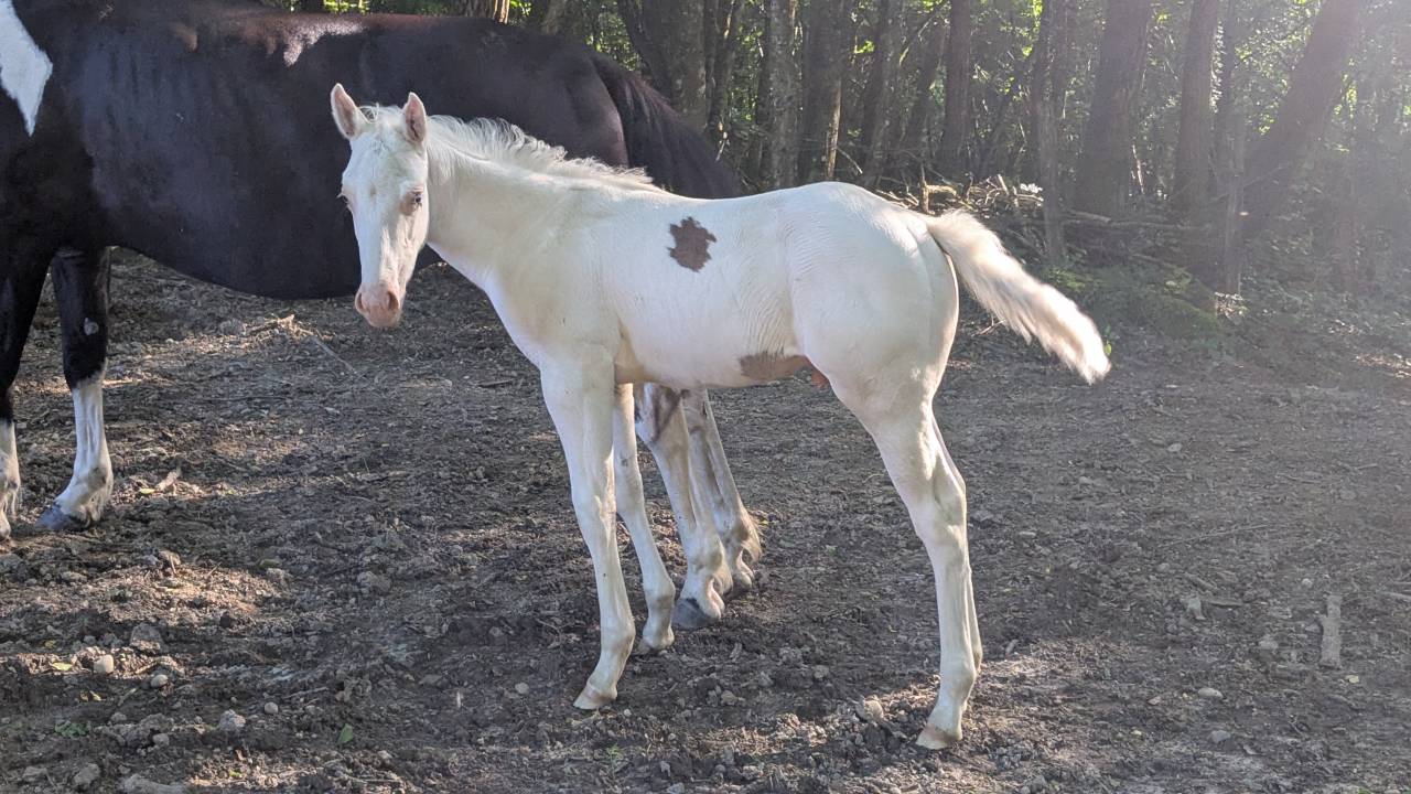 Poulain Paint Horse