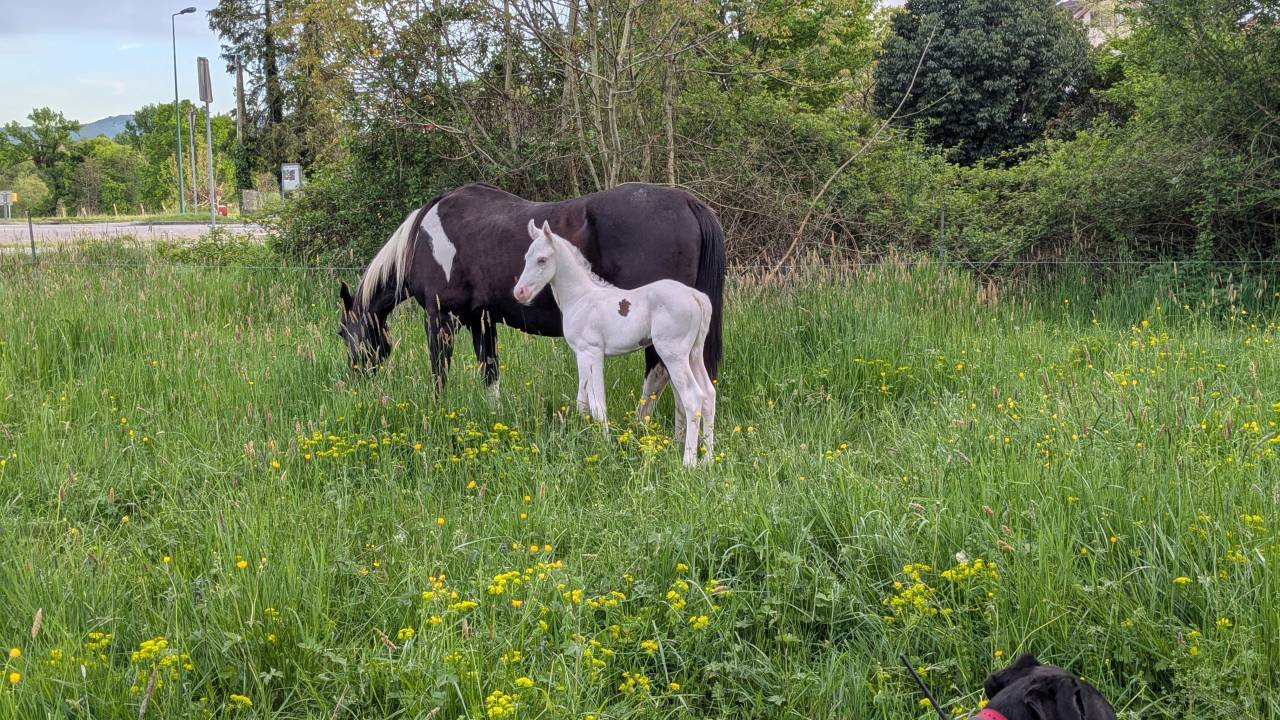 Poulain Paint Horse