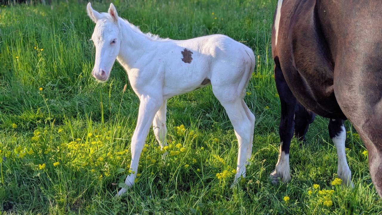 Poulain Paint Horse