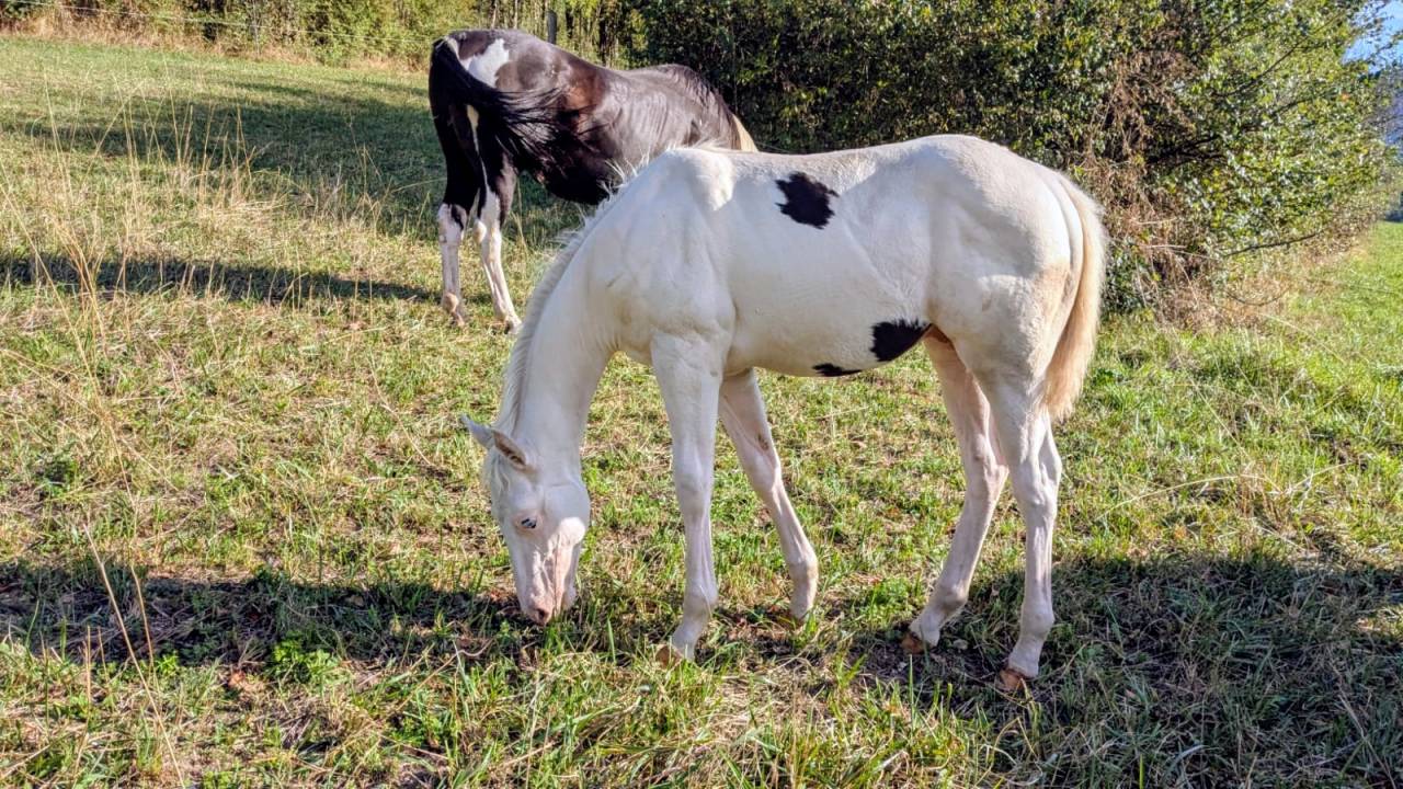 Poulain Paint Horse