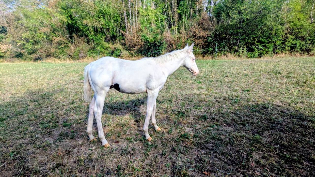 Poulain Paint Horse