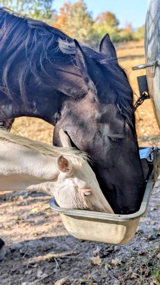 Poulain Paint Horse