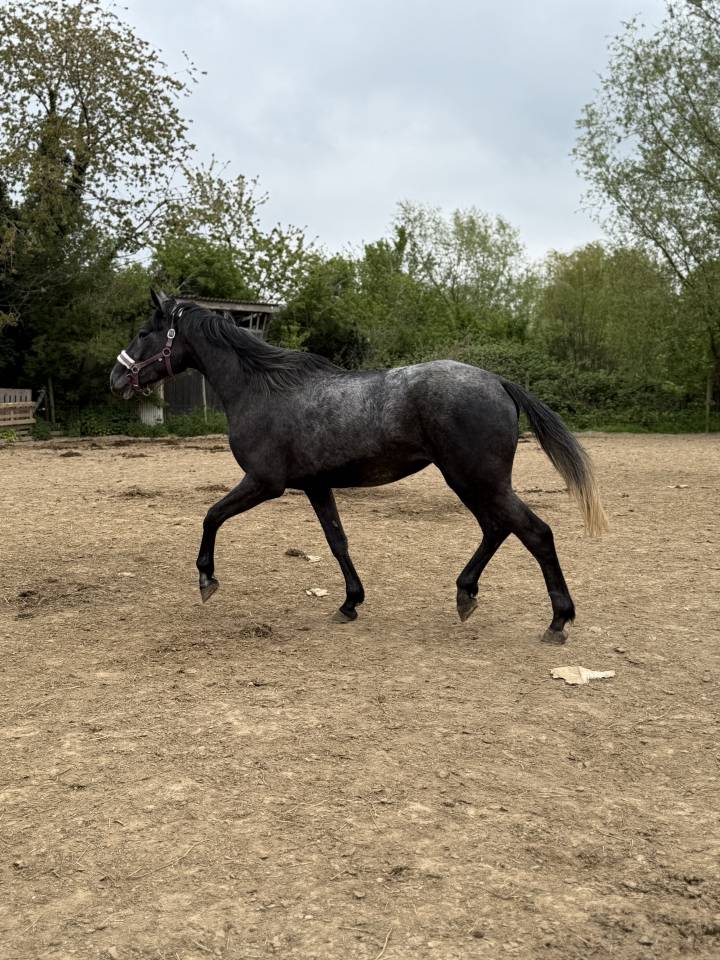 Top jument
