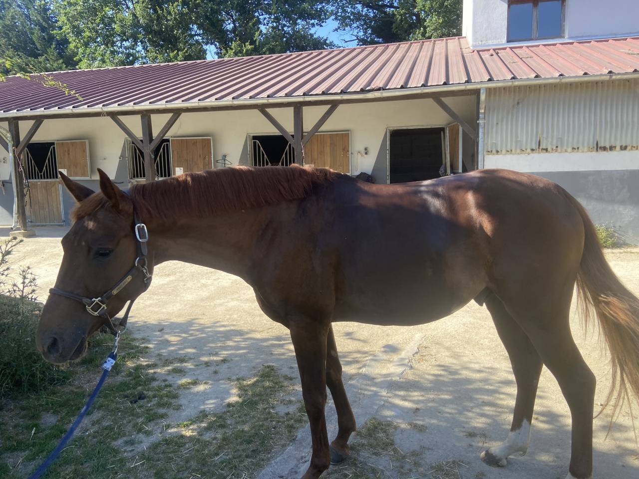 Jeune cheval 4 ans &agrave; vendre 