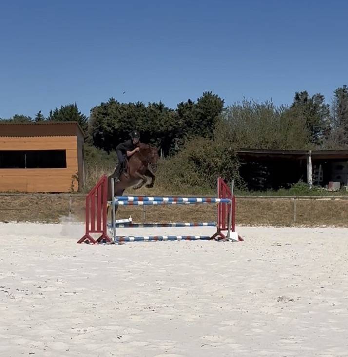 Jeune cheval 4 ans &agrave; vendre 