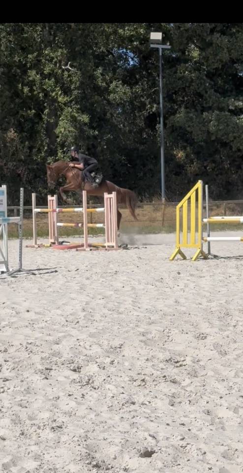 Jeune cheval 4 ans &agrave; vendre 