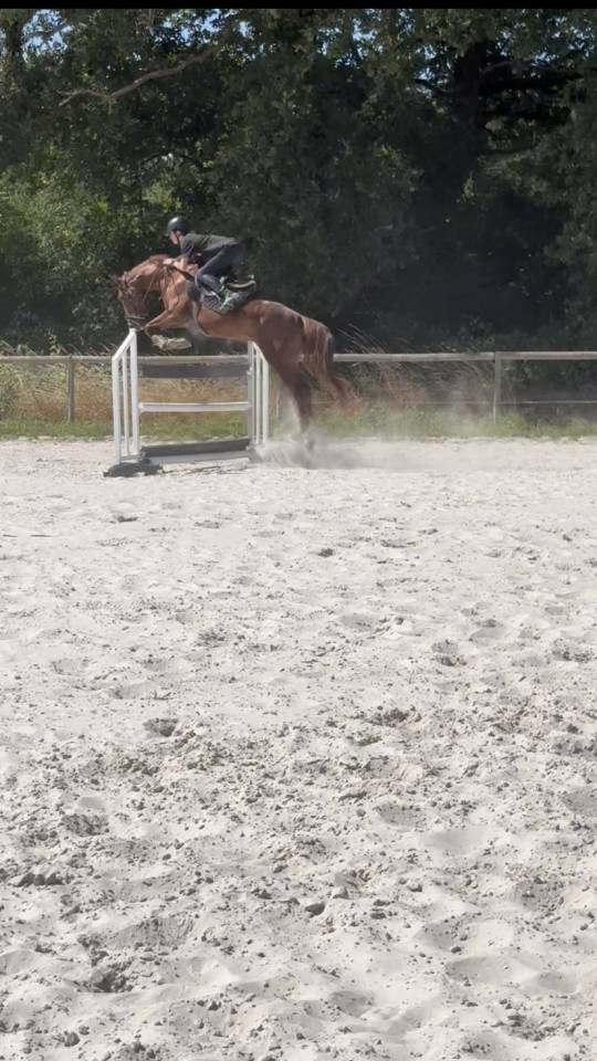 Jeune cheval 4 ans &agrave; vendre 