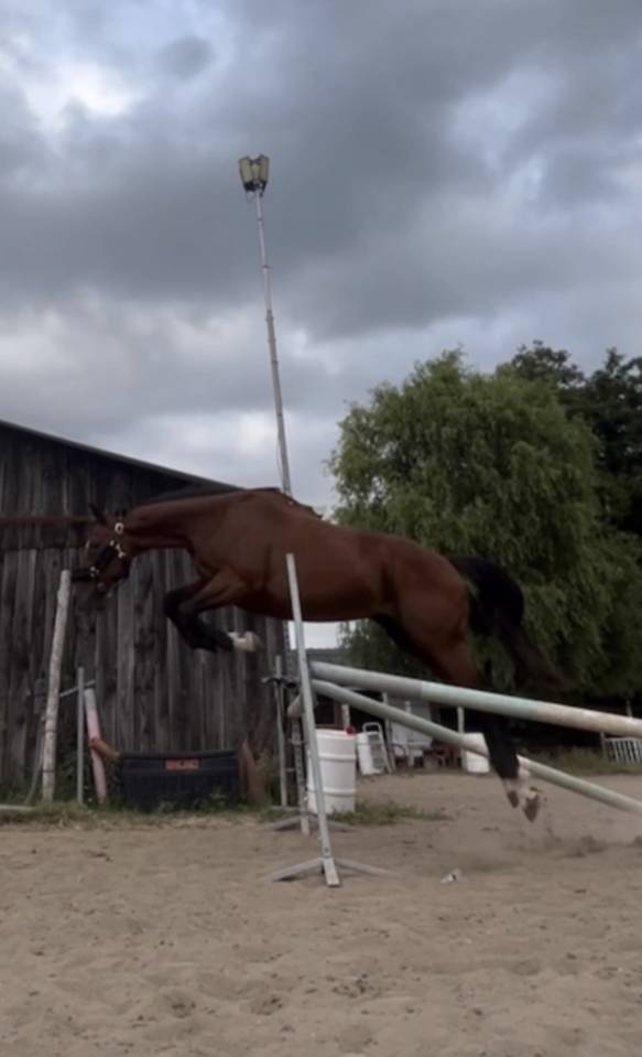 Vente cheval 166 hongre 