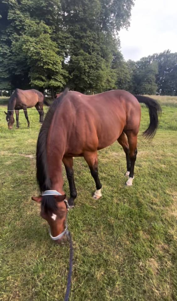 Vente cheval 166 hongre 