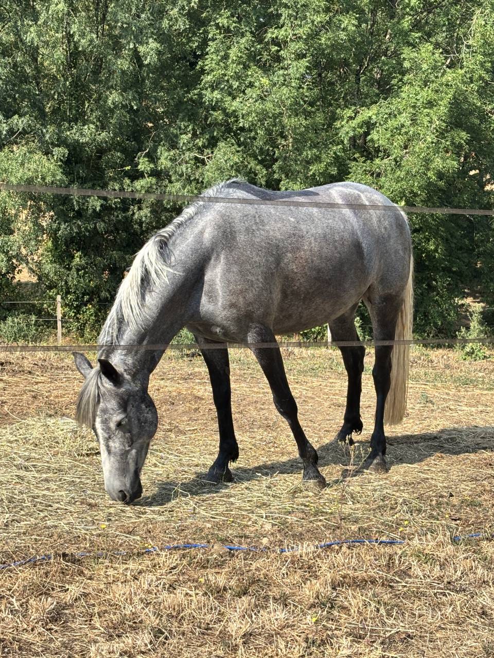 Ponette 5 ans Connemara 143cm 