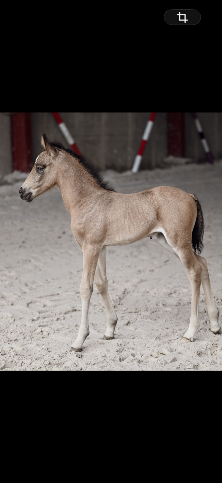 Phallon de iva 