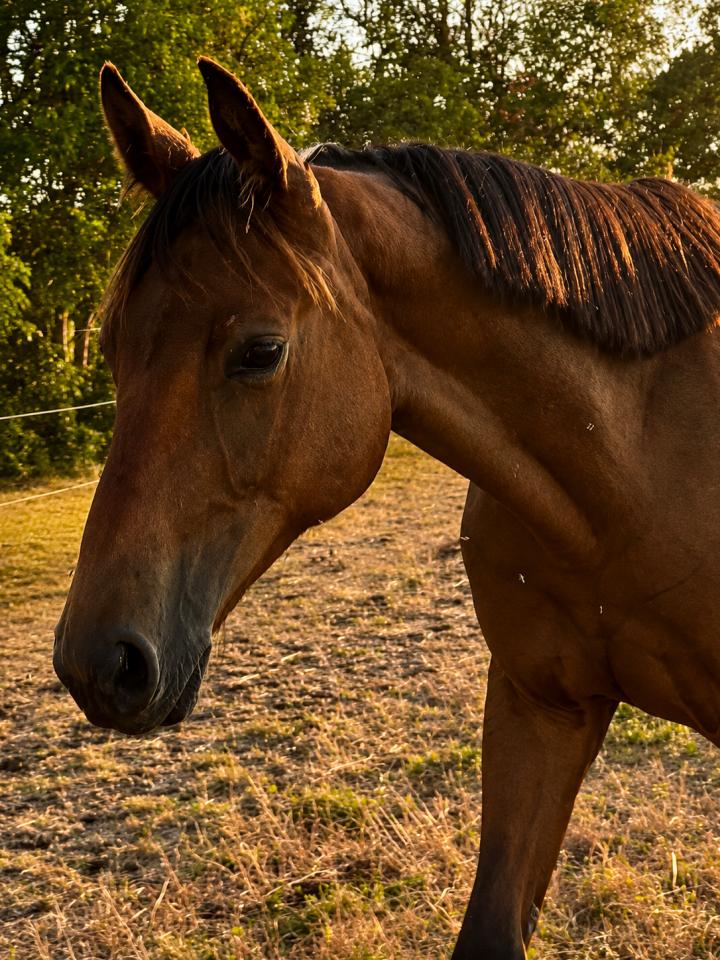 Pouliche 2025 Catchar Mail x Conrad 