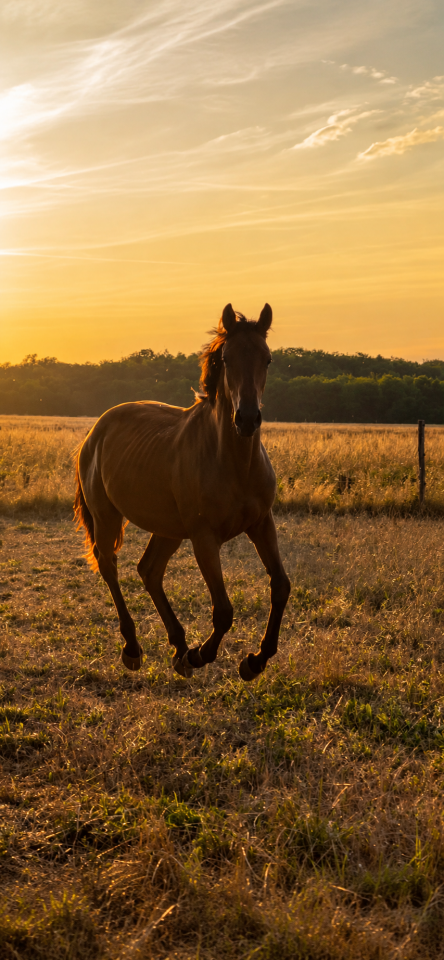 Pouliche 2025 Catchar Mail x Conrad 