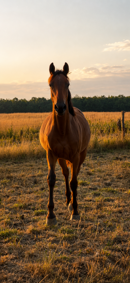 Pouliche 2025 Catchar Mail x Conrad 