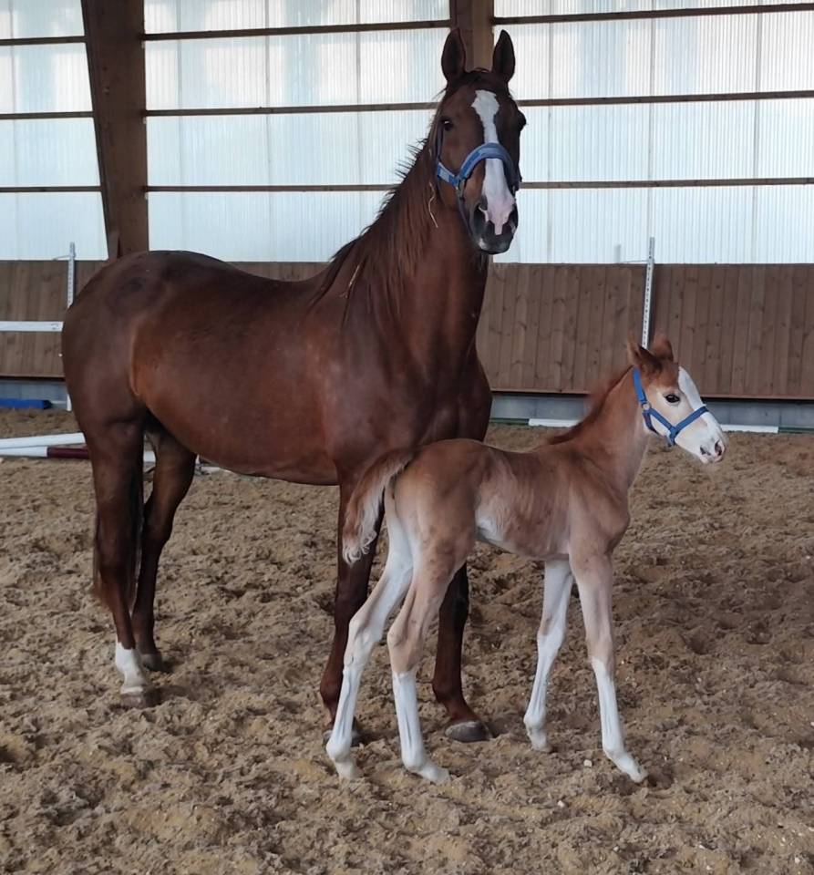 Foal m&acirc;le a r&eacute;server.