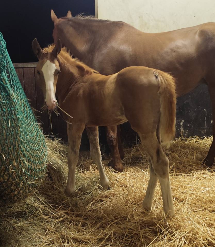 Foal m&acirc;le a r&eacute;server.