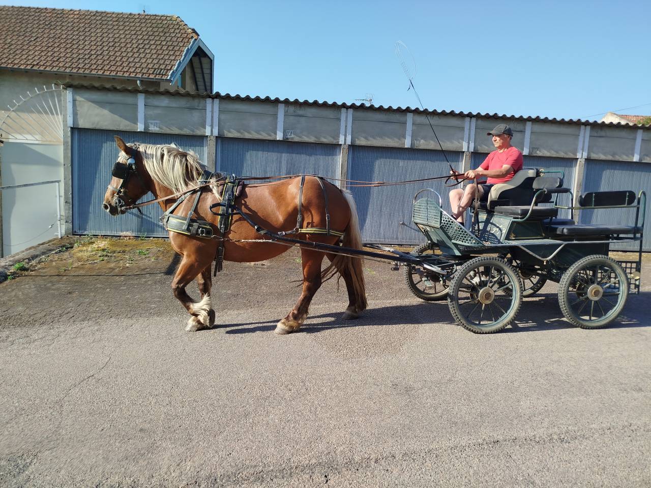 Menotte, Jument Comtoise PP