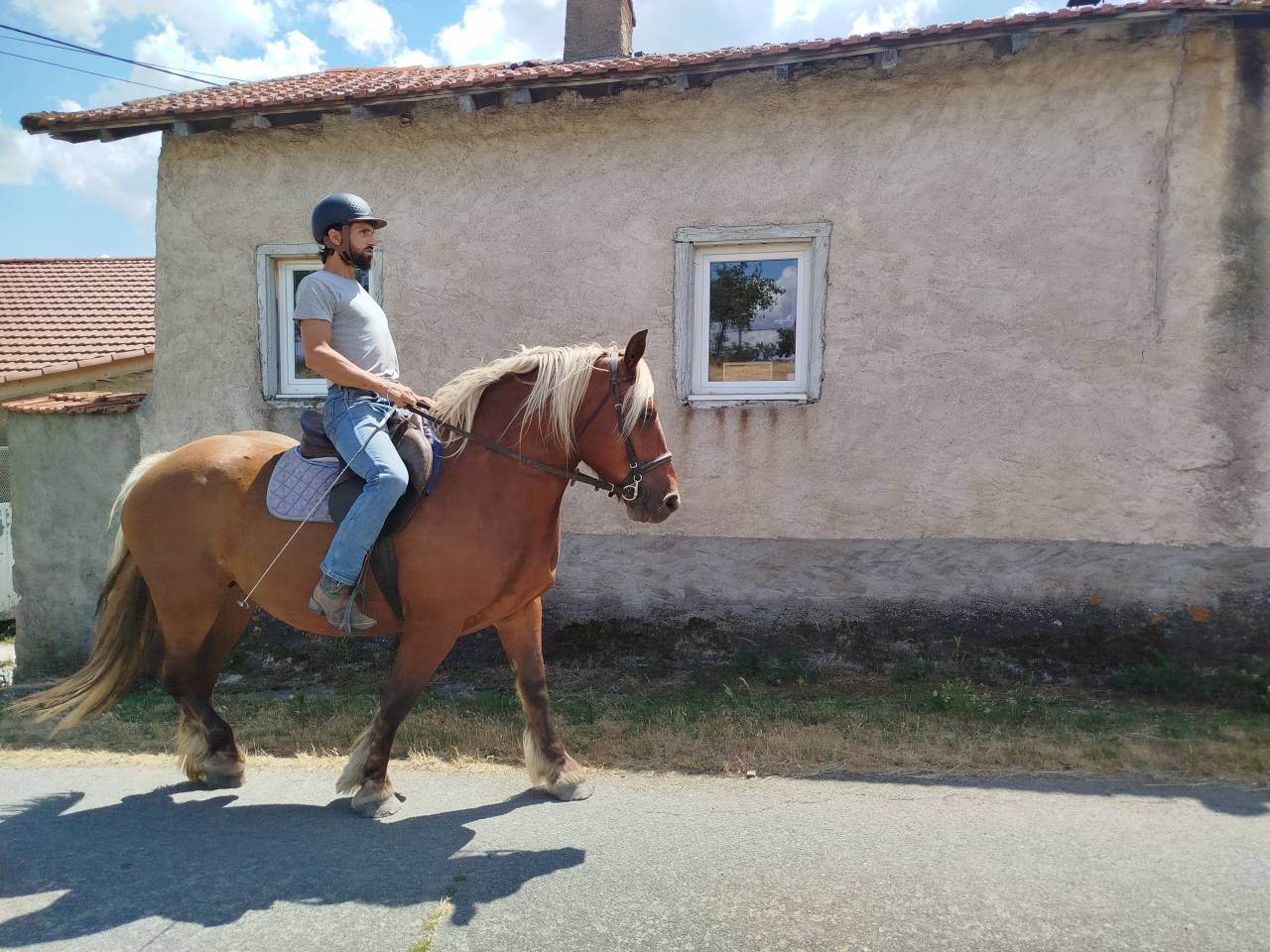 Menotte, Jument Comtoise PP