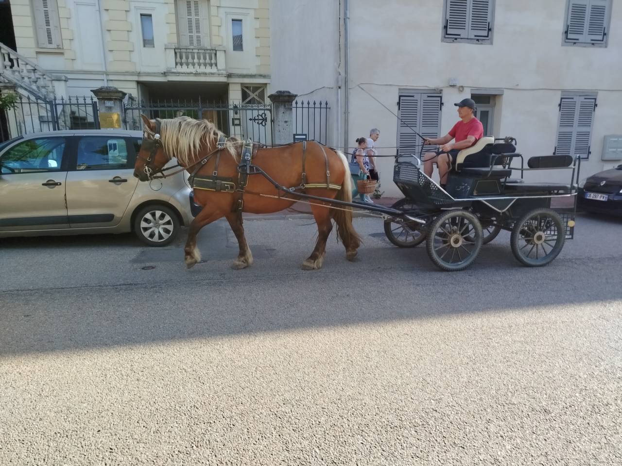 Menotte, Jument Comtoise PP