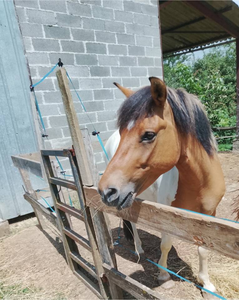 A VENDRE JOLI PONEY ISABELLE PIE TOBIANO ONCP 1M35 