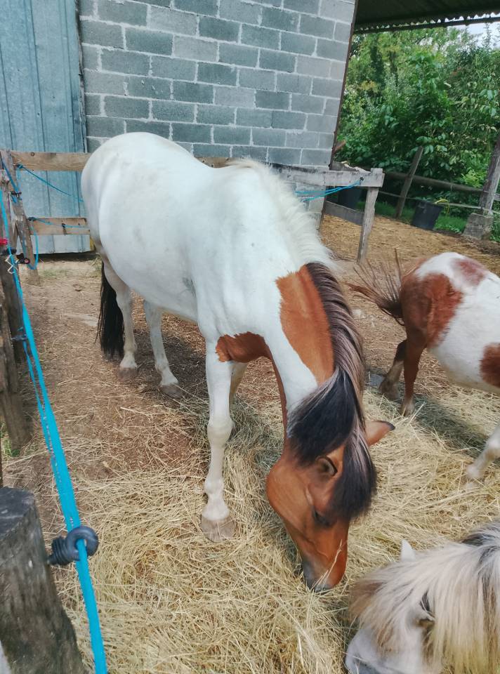 A VENDRE JOLI PONEY ISABELLE PIE TOBIANO ONCP 1M35 