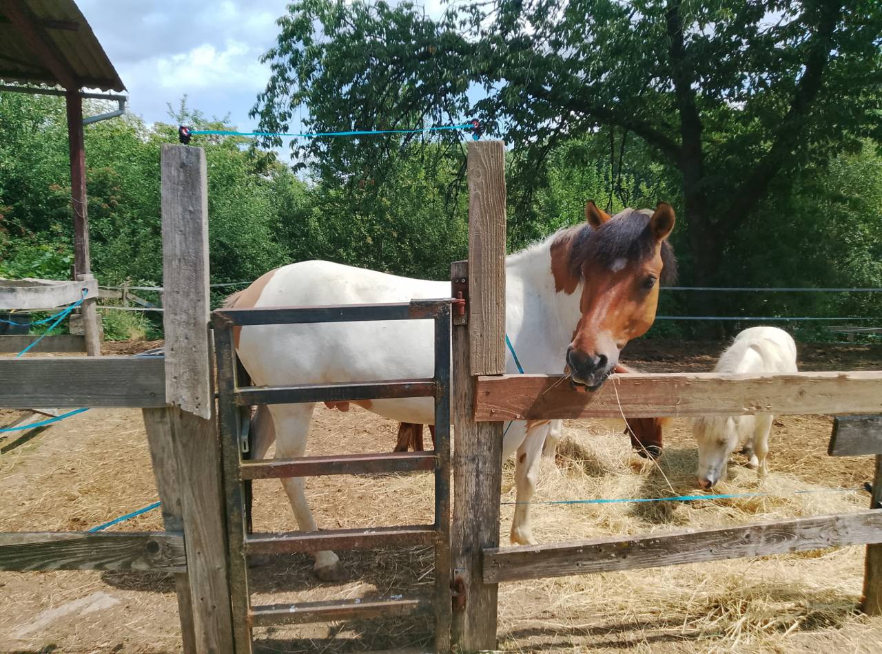 A VENDRE JOLI PONEY ISABELLE PIE TOBIANO ONCP 1M35 