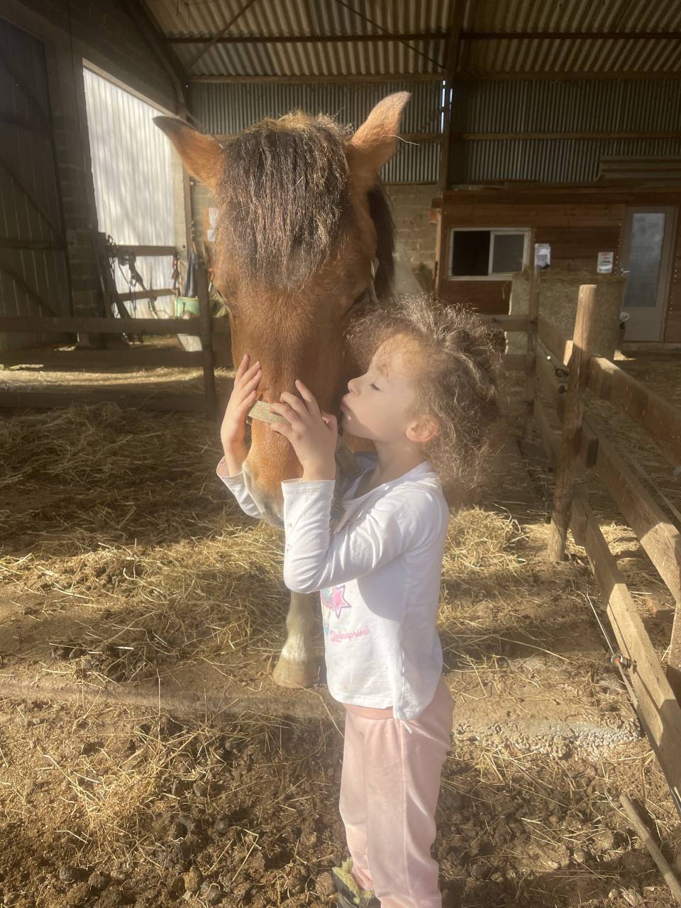 A VENDRE JOLI PONEY ISABELLE PIE TOBIANO ONCP 1M35 