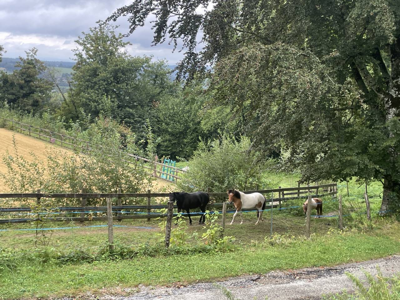 A VENDRE JOLI PONEY ISABELLE PIE TOBIANO ONCP 1M35 