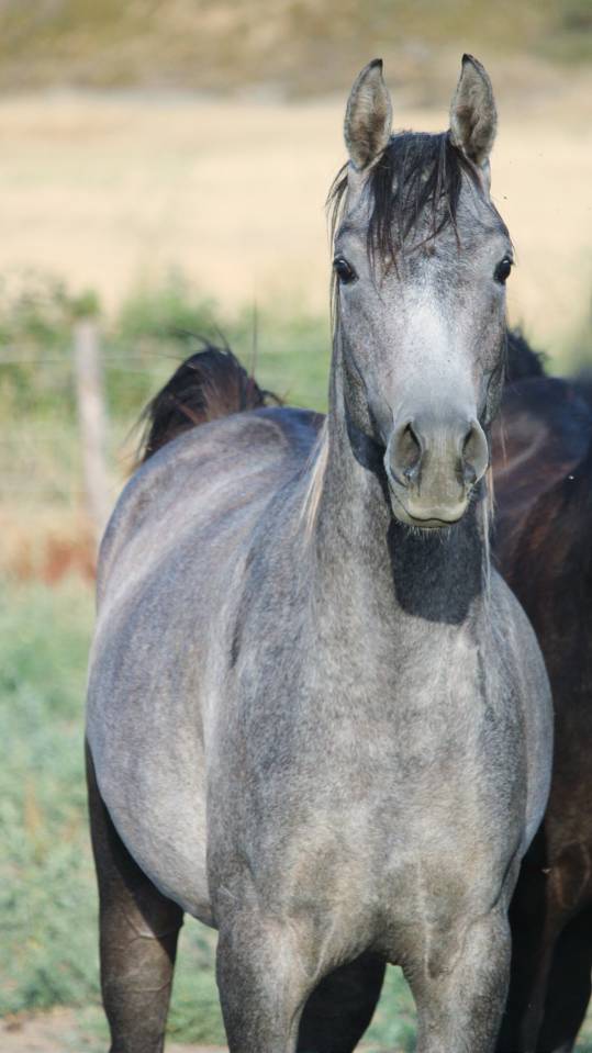 Superbe poulain "straight egyptian"