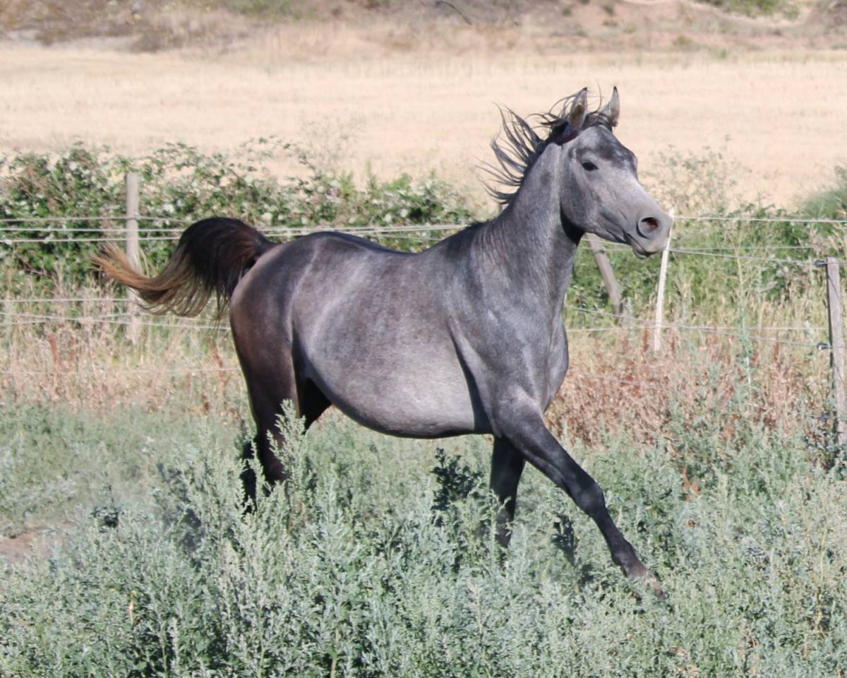 Superbe poulain "straight egyptian"