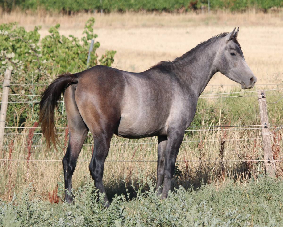 Superbe poulain "straight egyptian"