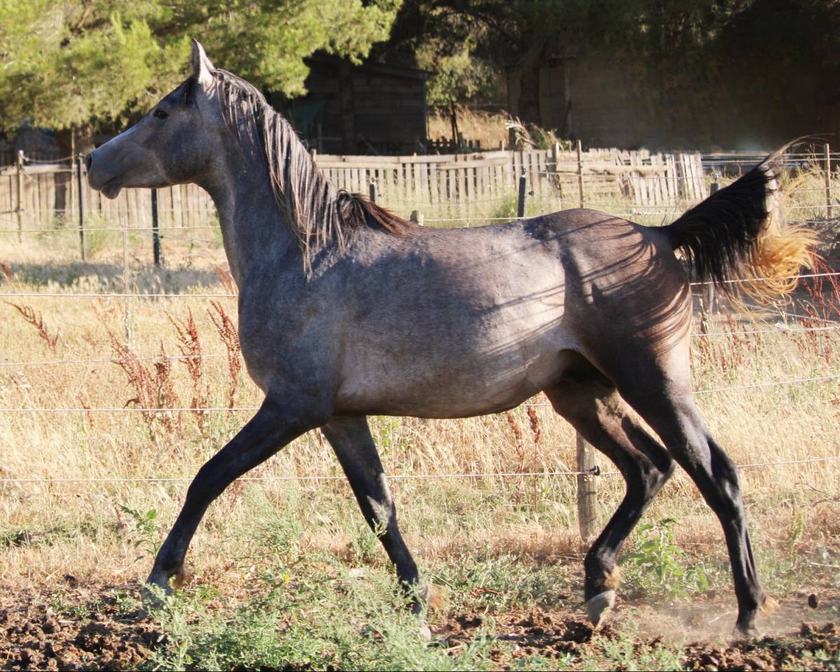 Superbe poulain "straight egyptian"