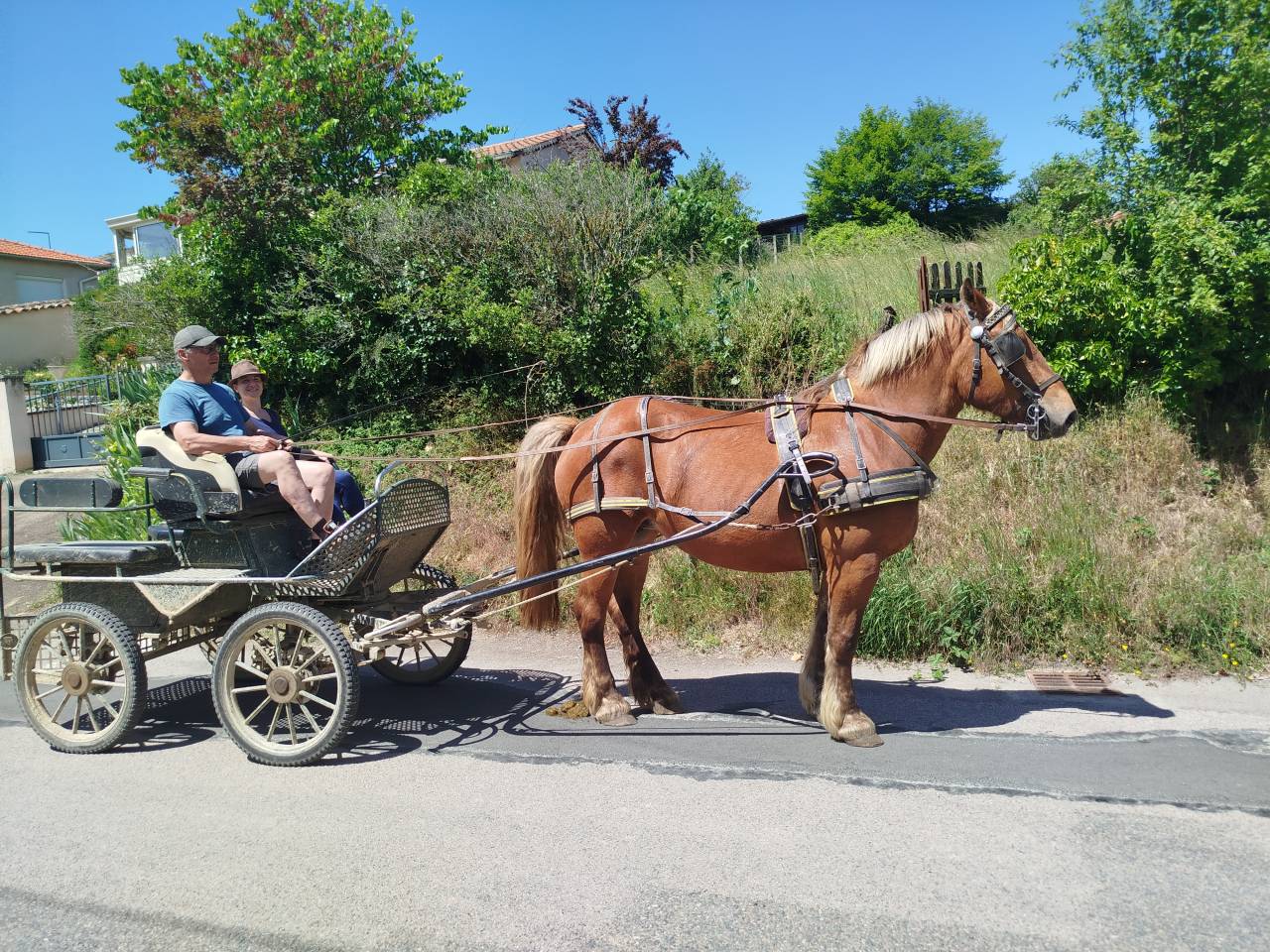 Margot, Jument Comtoise PP