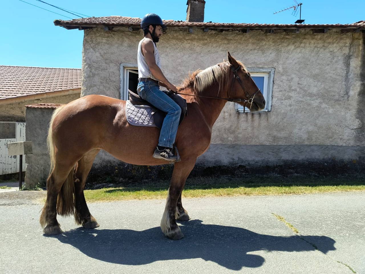 Margot, Jument Comtoise PP