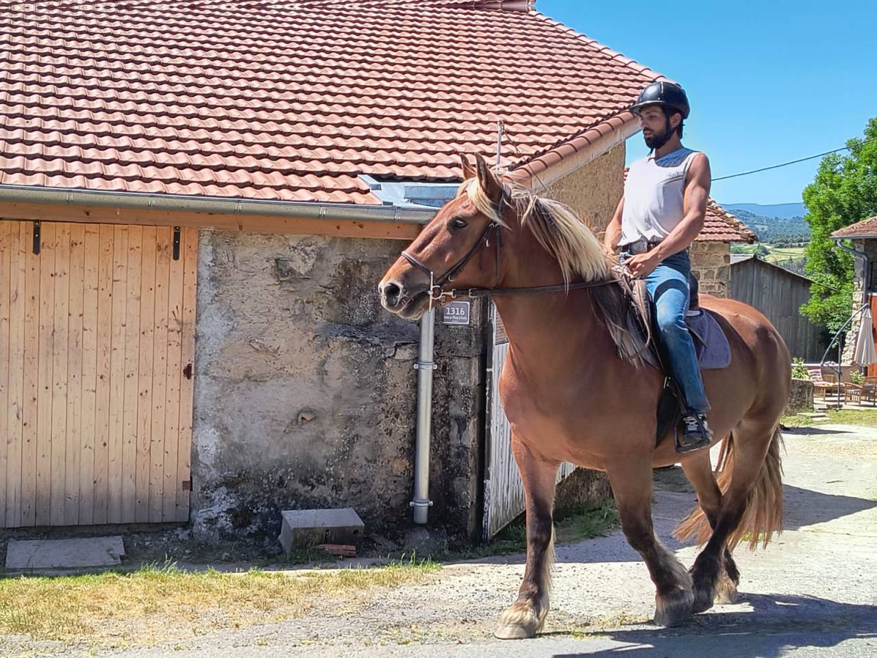 Margot, Jument Comtoise PP