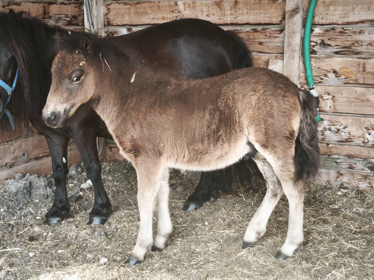 Poney shetland poulain