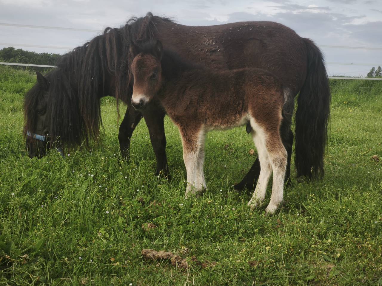 Poney shetland poulain